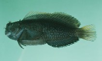 tn_Cicas_u6.jpg