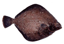 tn_Clasp_u1.jpg