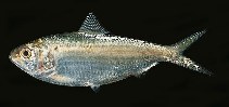 tn_Clspp_u0.jpg