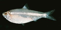 tn_Clspp_u1.jpg