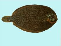 Image of Colistium guntheri 