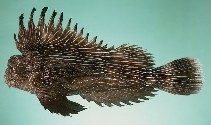 tn_Cospp1u0.jpg