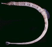 tn_Cospp1u2.jpg