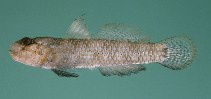 tn_Cospp1u3.jpg