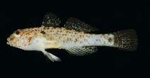 tn_Cospp1u4.jpg