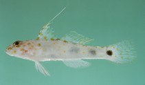 tn_Cospp1u5.jpg