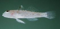 tn_Cospp1u8.jpg
