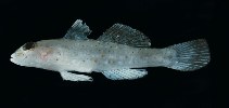 tn_Cospp1u9.jpg