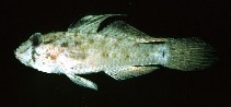 tn_Cospp1uv.jpg