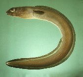 tn_Cospp_u0.jpg