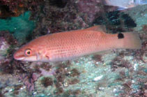 Image of Ctenolabrus rupestris (Goldsinny-wrasse)