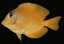 tn_Ctspp_u3.jpg
