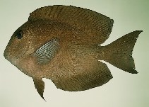 tn_Ctspp_u4.jpg