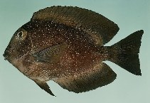 tn_Ctspp_u5.jpg