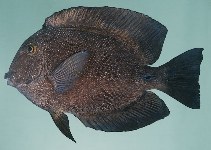 tn_Ctspp_u6.jpg