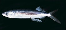 tn_Cyspp_u4.jpg