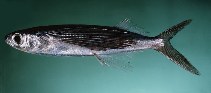 tn_Cyspp_u5.jpg