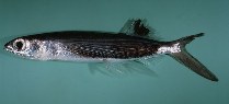 tn_Cyspp_u6.jpg