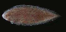 tn_Cyspp_u7.jpg