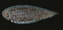 tn_Cyspp_u8.jpg