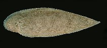 tn_Cyspp_u9.jpg