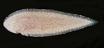 tn_Cyspp_ub.jpg
