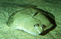 Image of Eopsetta jordani (Petrale sole)