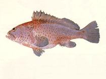 tn_Eplon_u0.jpg