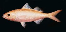 tn_Ersci_u1.jpg