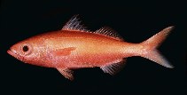 tn_Erspp_u0.jpg