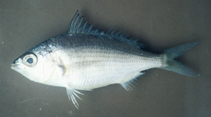 Image of Eucinostomus jonesii (Slender mojarra)