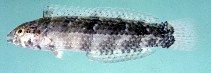 tn_Euspp_u0.jpg