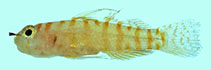 tn_Evpin_m1.jpg