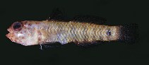 tn_Evspp1u1.jpg