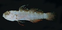 tn_Evspp1u2.jpg