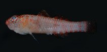tn_Evspp1u5.jpg