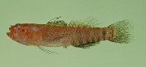 tn_Evspp1u6.jpg