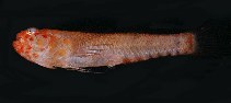 tn_Evspp1u8.jpg