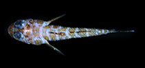tn_Evspp1u9.jpg