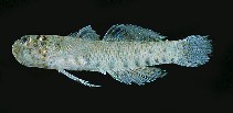 tn_Evspp1uc.jpg