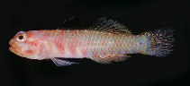 tn_Evspp_u8.jpg