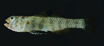 tn_Evspp_uv.jpg