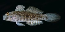 tn_Exspp_u0.jpg