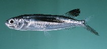 tn_Exspp_u1.jpg