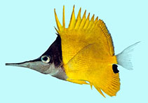 tn_Folon_j0.jpg