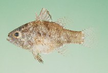 tn_Fospp_u1.jpg