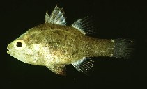 tn_Fospp_u7.jpg