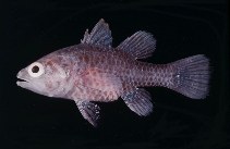 tn_Fospp_u8.jpg