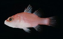 tn_Fospp_u9.jpg