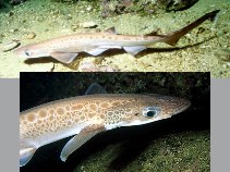 Image of Galeus melastomus (Blackmouth catshark)